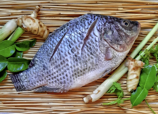 Tilapia Fish